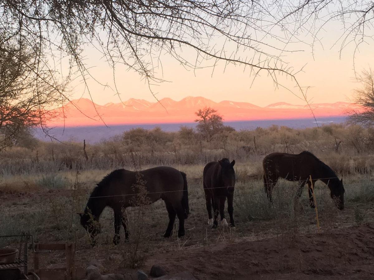 Andes Nomads Desert Camp & Lodge ซานเปโดร เด อาตากามา ภายนอก รูปภาพ